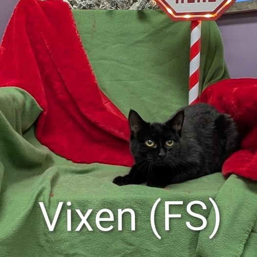 Vixen, ADOPTABLE, Young Female Domestic Short Hair.