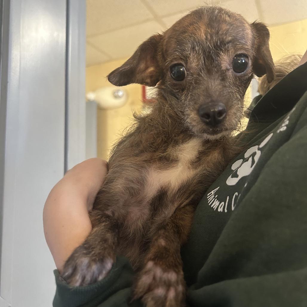 Sadie, Adoptable, Young Female Chihuahua & Mixed Breed.