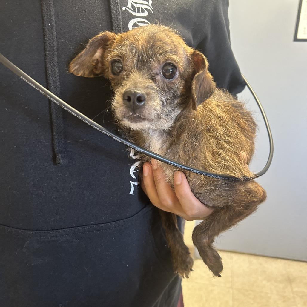 Enlarge Sadie, a Adoptable mixed breed in Roxboro, NC image 2/2