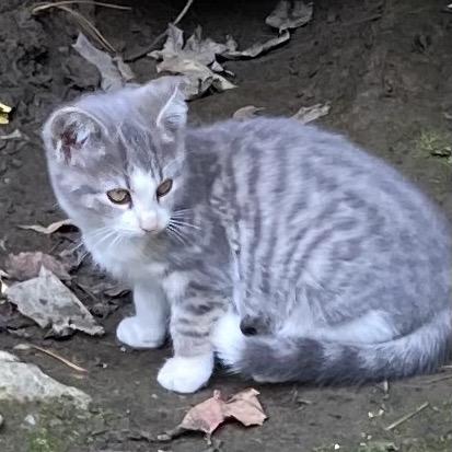 Enlarge Lamb Chop, a Adoptable Domestic Short Hair in Granville, OH image 1/1