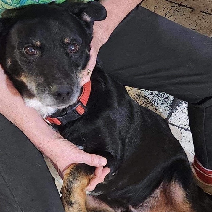 Enlarge Kane, a Adopted mixed breed in Merrimac, MA image 1/2