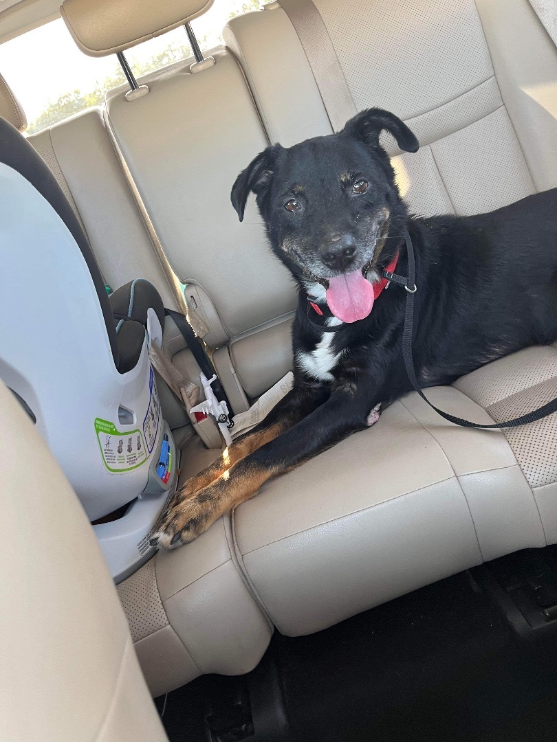 Enlarge Kane, a Adopted mixed breed in Merrimac, MA image 2/2