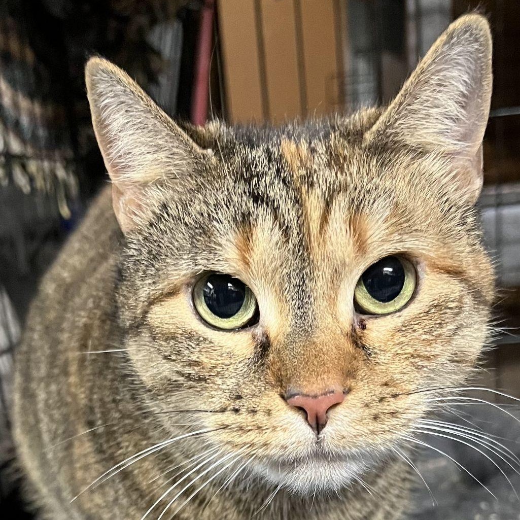 Lani photo