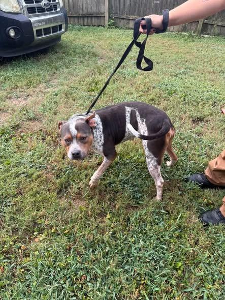 Enlarge Sarge, a Adoptable mixed breed in Shelbyville, TN image 1/2