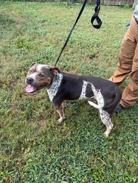 Enlarge Sarge, a Adoptable mixed breed in Shelbyville, TN image 2/2