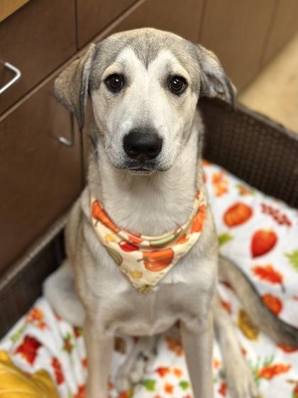 Gibby, Adoptable, Young Male Anatolian Shepherd & Labrador Retriever.