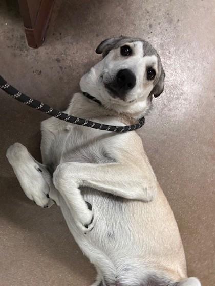 Enlarge Gibby, a Adoptable mixed breed in Irving, TX image 2/3