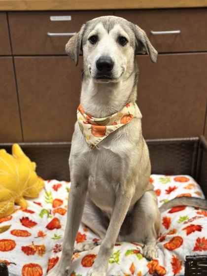 Enlarge Gibby, a Adoptable mixed breed in Irving, TX image 3/3