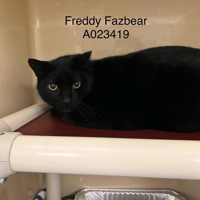 Enlarge FREDDY FAZBEAR, a Adoptable Domestic Short Hair in Lincolnton, NC image 1/1
