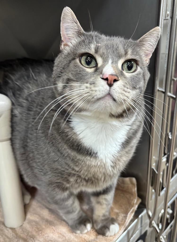 Porkchop, Adoptable, Senior Male Domestic Short Hair.