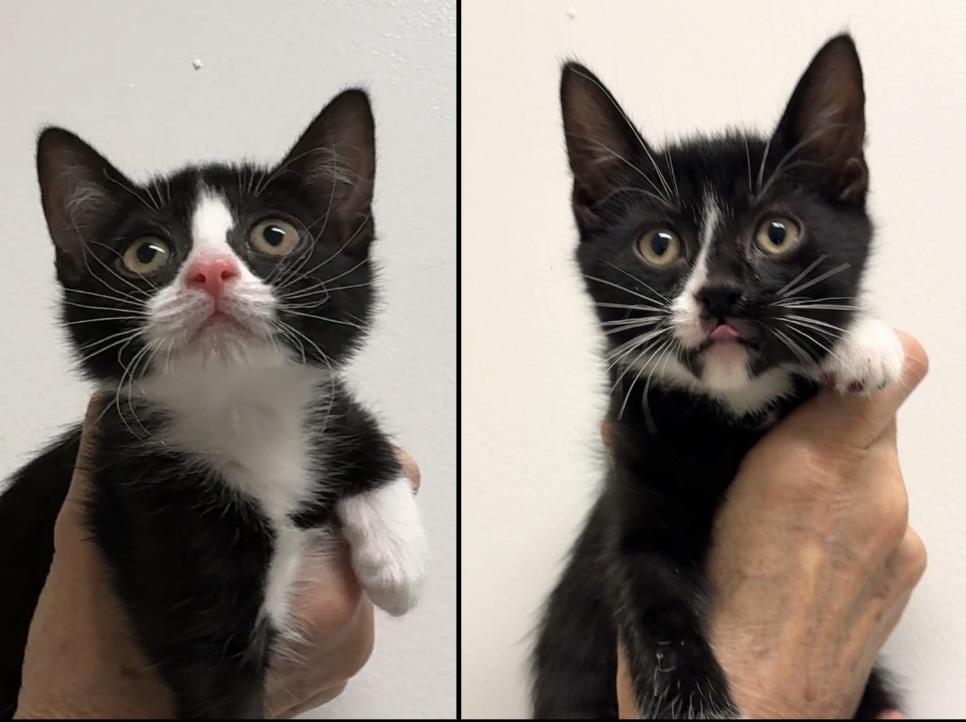 Enlarge Didi & Kiki, a Adoptable mixed breed in New york, NY image 1/4