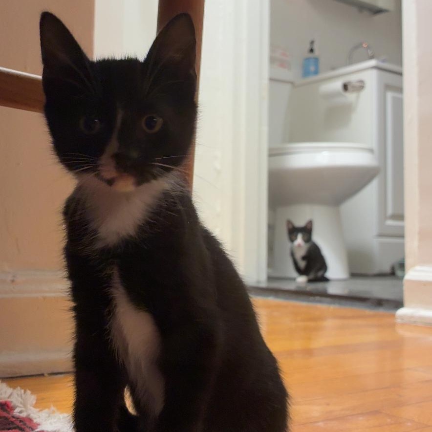 Enlarge Didi & Kiki, a Adoptable mixed breed in New york, NY image 2/4