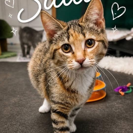 Sadie, adopted, Kitten Female Domestic Short Hair.