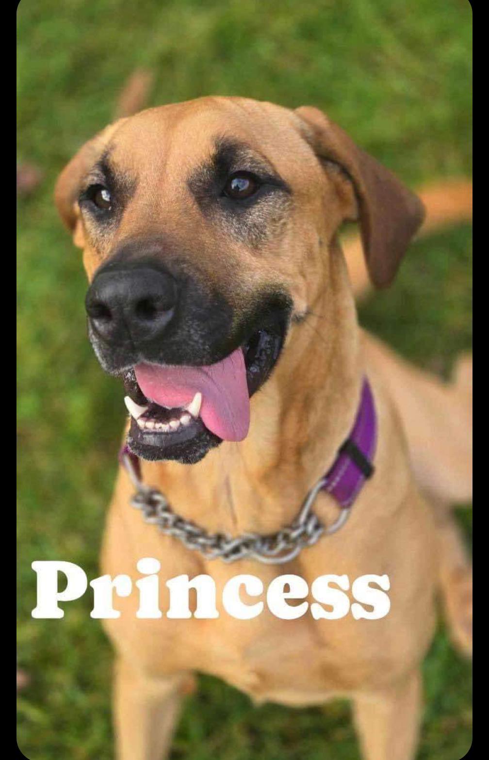 SWEETIE/Princess, Adoptable, Young Female Great Dane.