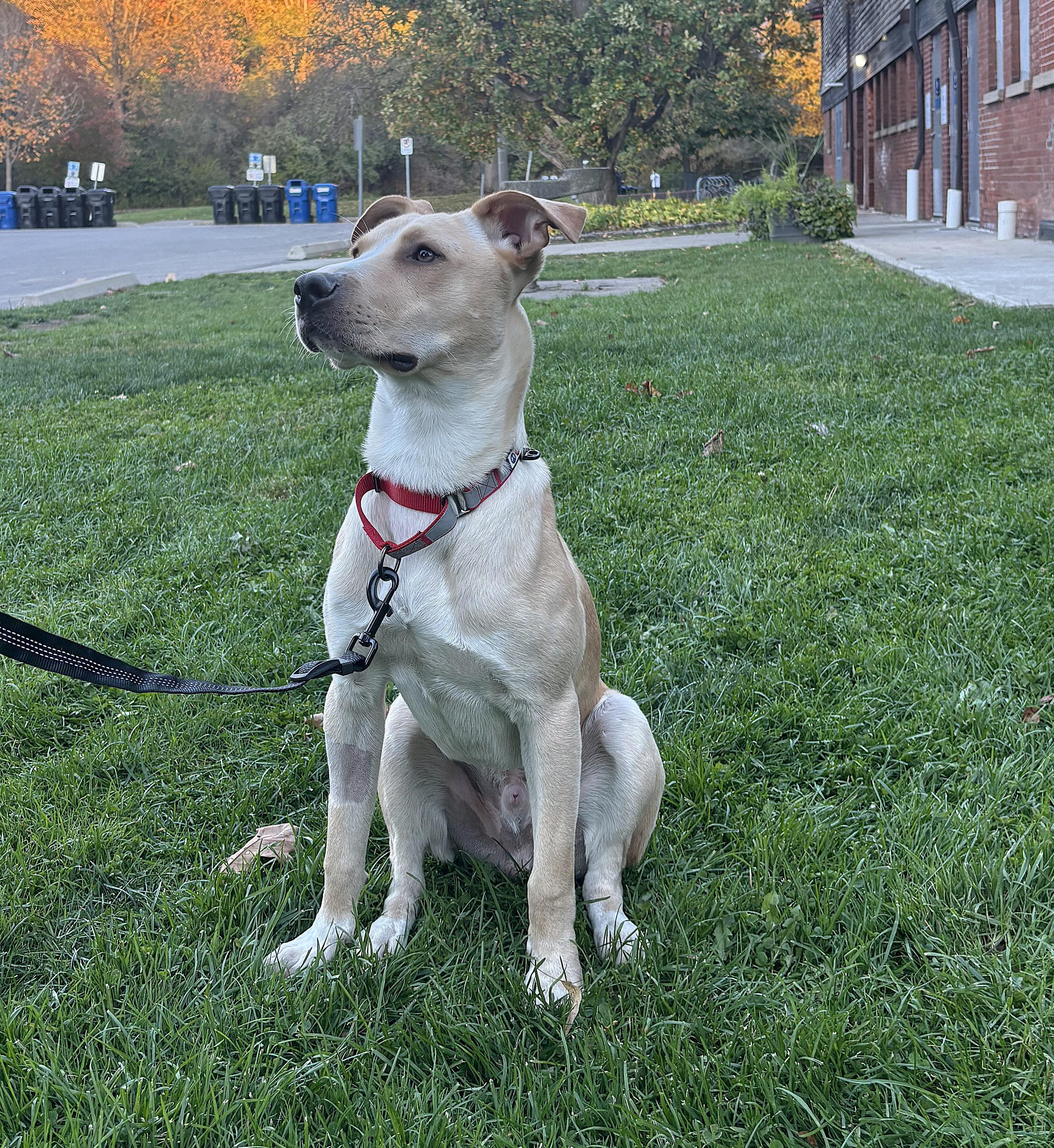 Enlarge Big Boy(40lb), a Adoptable mixed breed in Mississauga, ON image 1/6