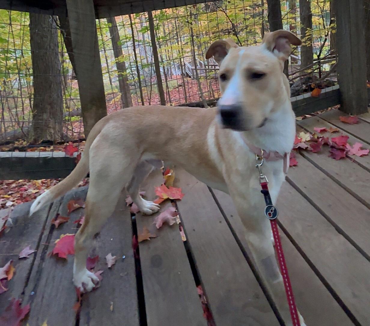 Enlarge Big Boy(40lb), a Adoptable mixed breed in Mississauga, ON image 3/6