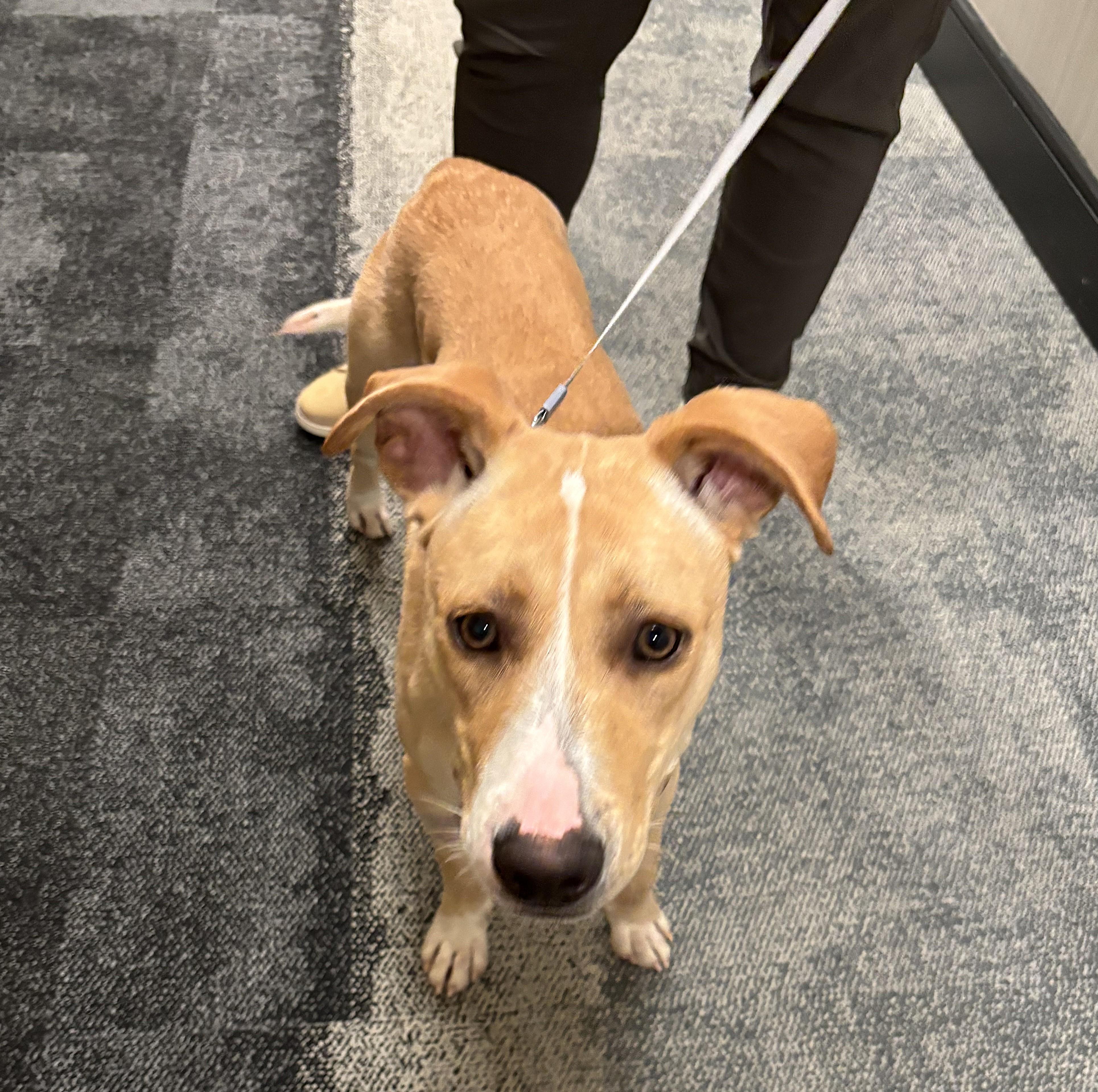 Enlarge Big Boy(40lb), a Adoptable mixed breed in Mississauga, ON image 2/6