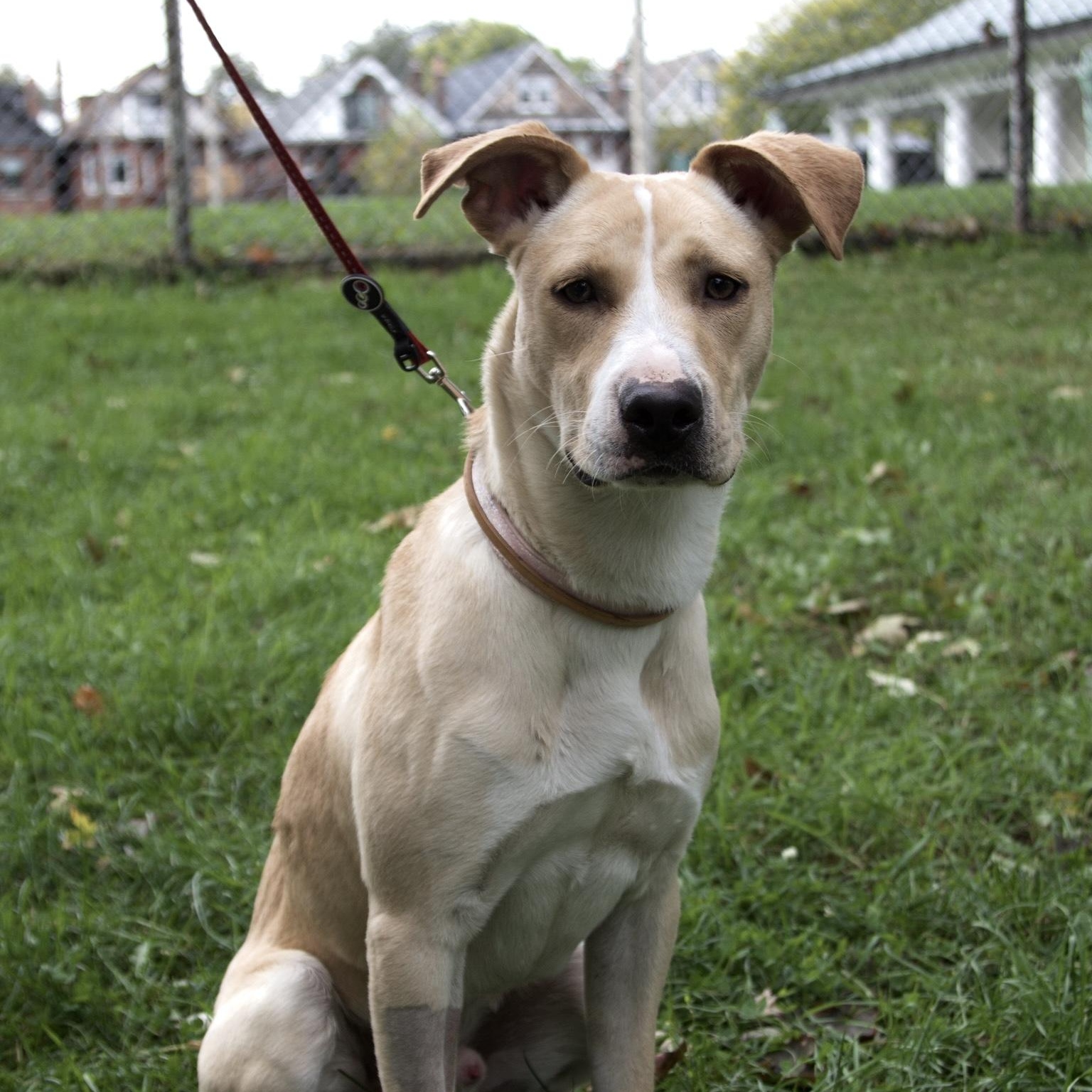 Enlarge Big Boy(40lb), a Adoptable mixed breed in Mississauga, ON image 6/6