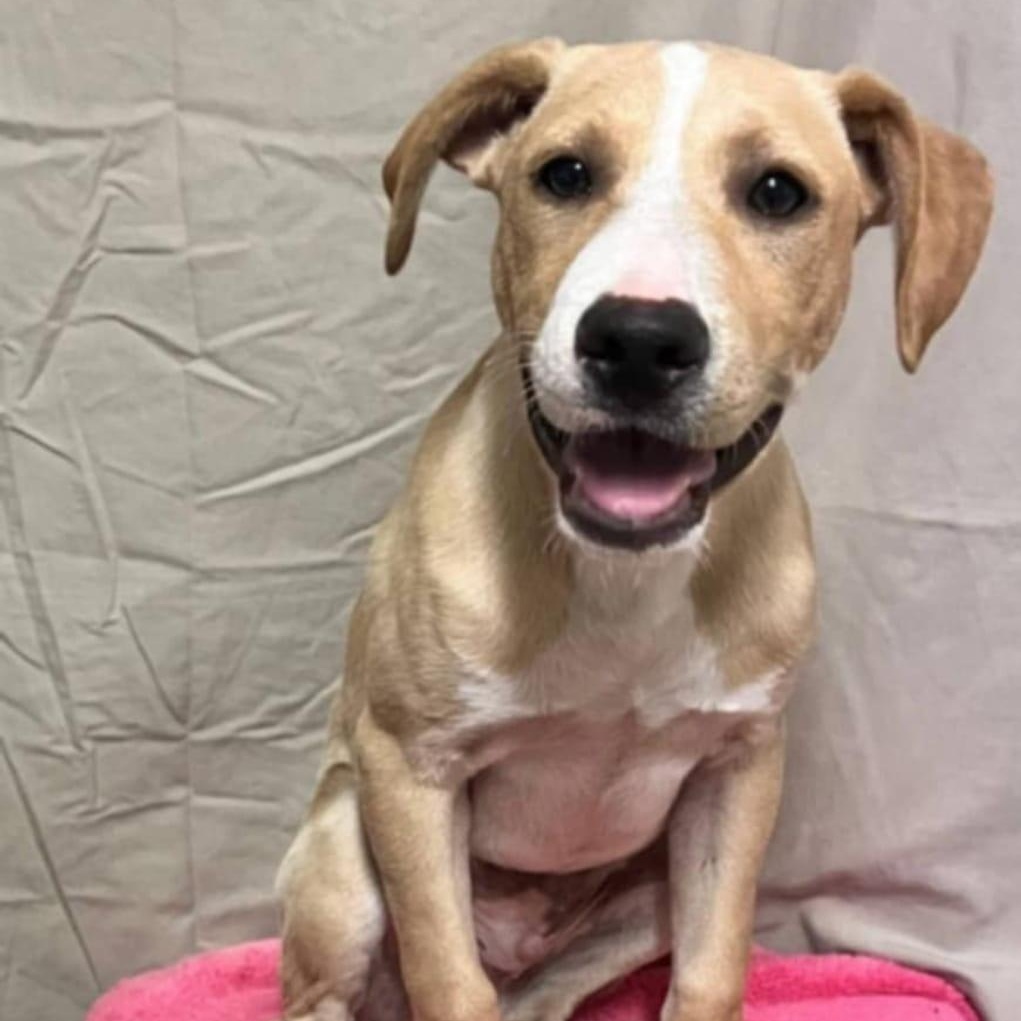 Enlarge Big Boy(40lb), a Adoptable mixed breed in Mississauga, ON image 5/6