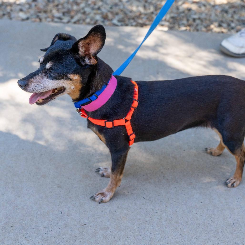 Enlarge Gertie, a Adoptable mixed breed in Albuquerque, NM image 1/3