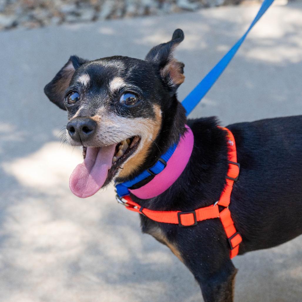 Enlarge Gertie, a Adoptable mixed breed in Albuquerque, NM image 2/3