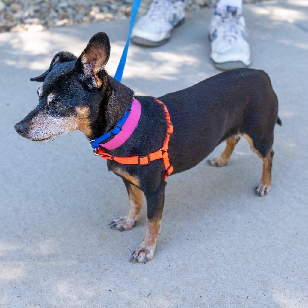 Enlarge Gertie, a Adoptable mixed breed in Albuquerque, NM image 3/3