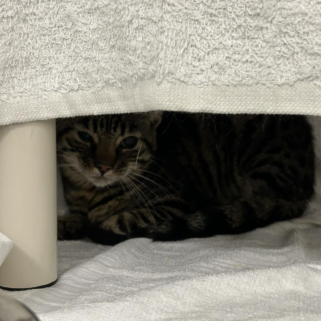 Bullhead, Adoptable, Adult Male Domestic Short Hair.