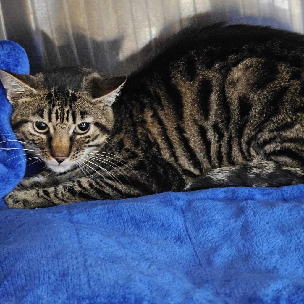 Bullhead, a Adoptable Domestic Short Hair in Dover, NH image 2/2