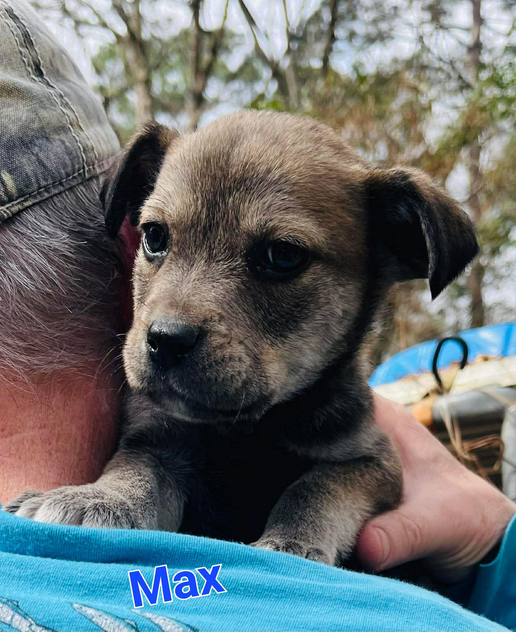 Max, adopted, Puppy Male Golden Retriever & Mixed Breed.