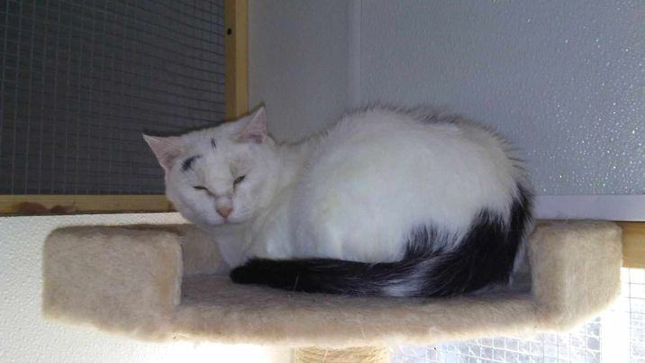 Queen Sheba photo 1