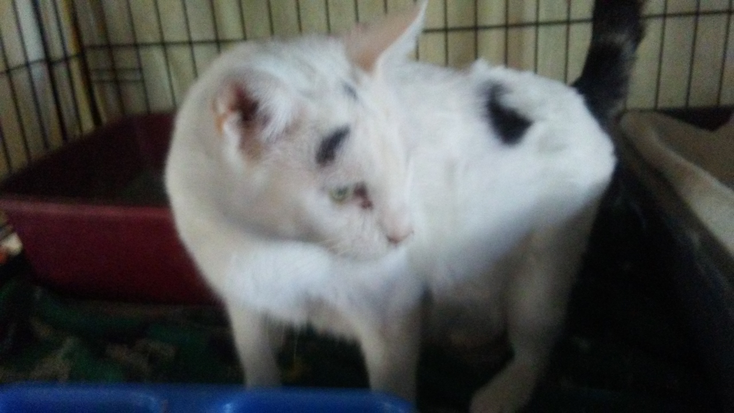 Queen Sheba photo 2