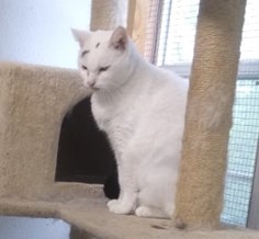 Queen Sheba photo 5