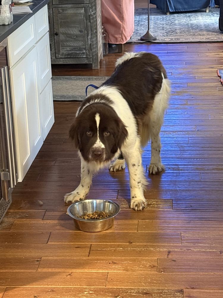Enlarge Birdie, a Adoptable Newfoundland Dog in Gales Ferry, CT image 1/5