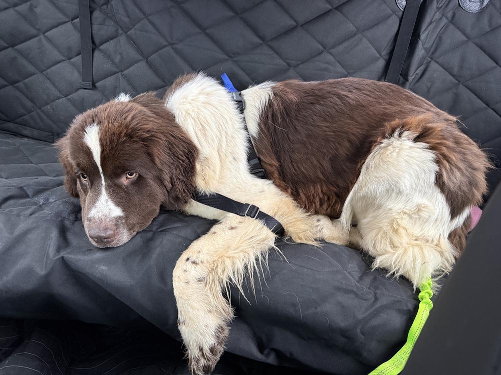 Enlarge Birdie, a Adoptable Newfoundland Dog in Gales Ferry, CT image 2/5