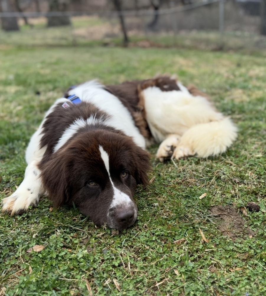 Enlarge Birdie, a Adoptable Newfoundland Dog in Gales Ferry, CT image 3/5