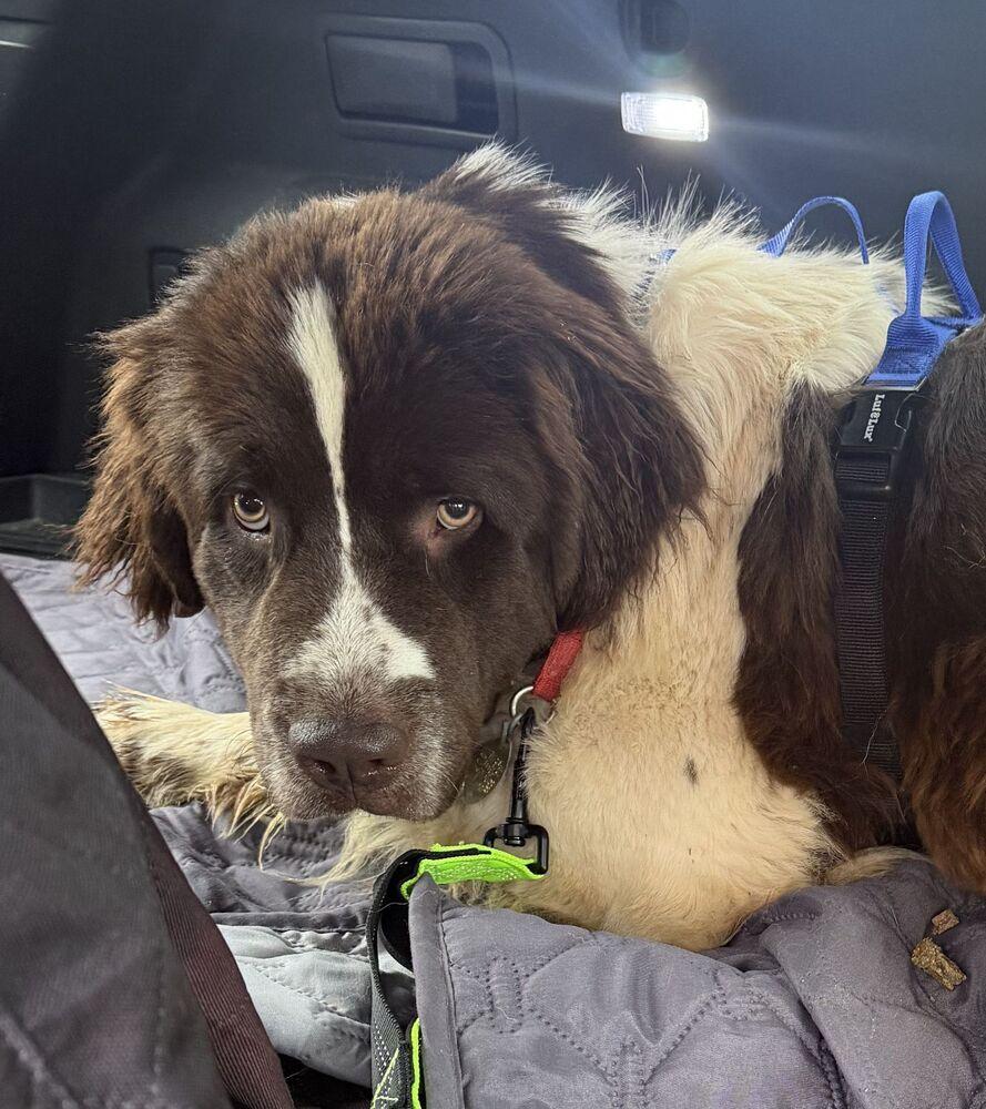 Enlarge Birdie, a Adoptable Newfoundland Dog in Gales Ferry, CT image 4/5