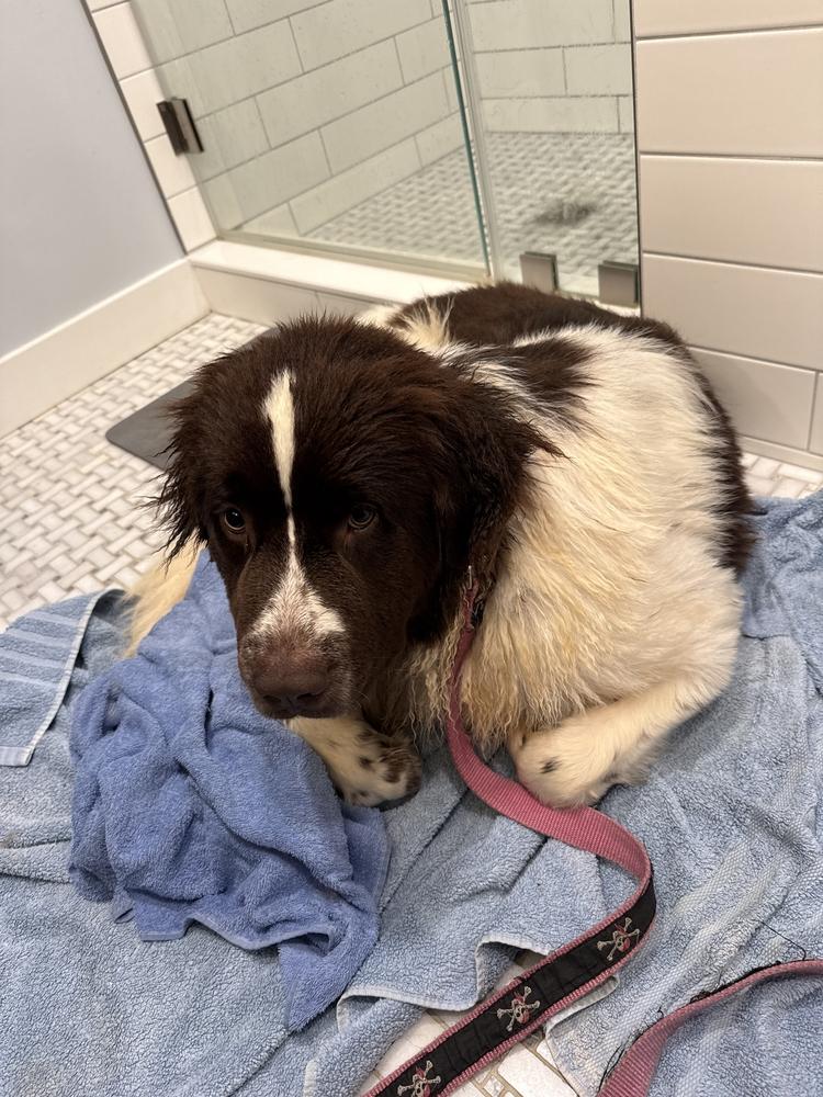 Enlarge Birdie, a Adoptable Newfoundland Dog in Gales Ferry, CT image 5/5