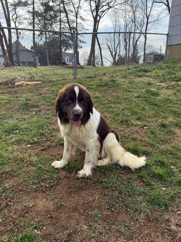 Enlarge Birdie, a Adoptable Newfoundland Dog in Gales Ferry, CT image 4/5