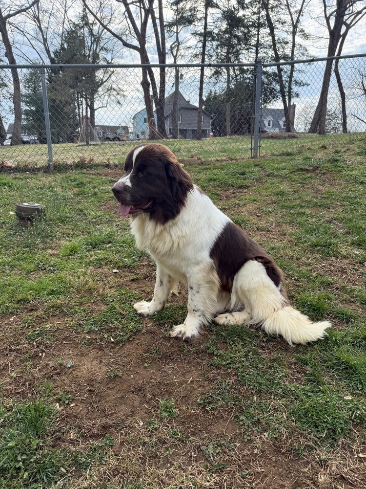 Enlarge Birdie, a Adoptable Newfoundland Dog in Gales Ferry, CT image 5/5