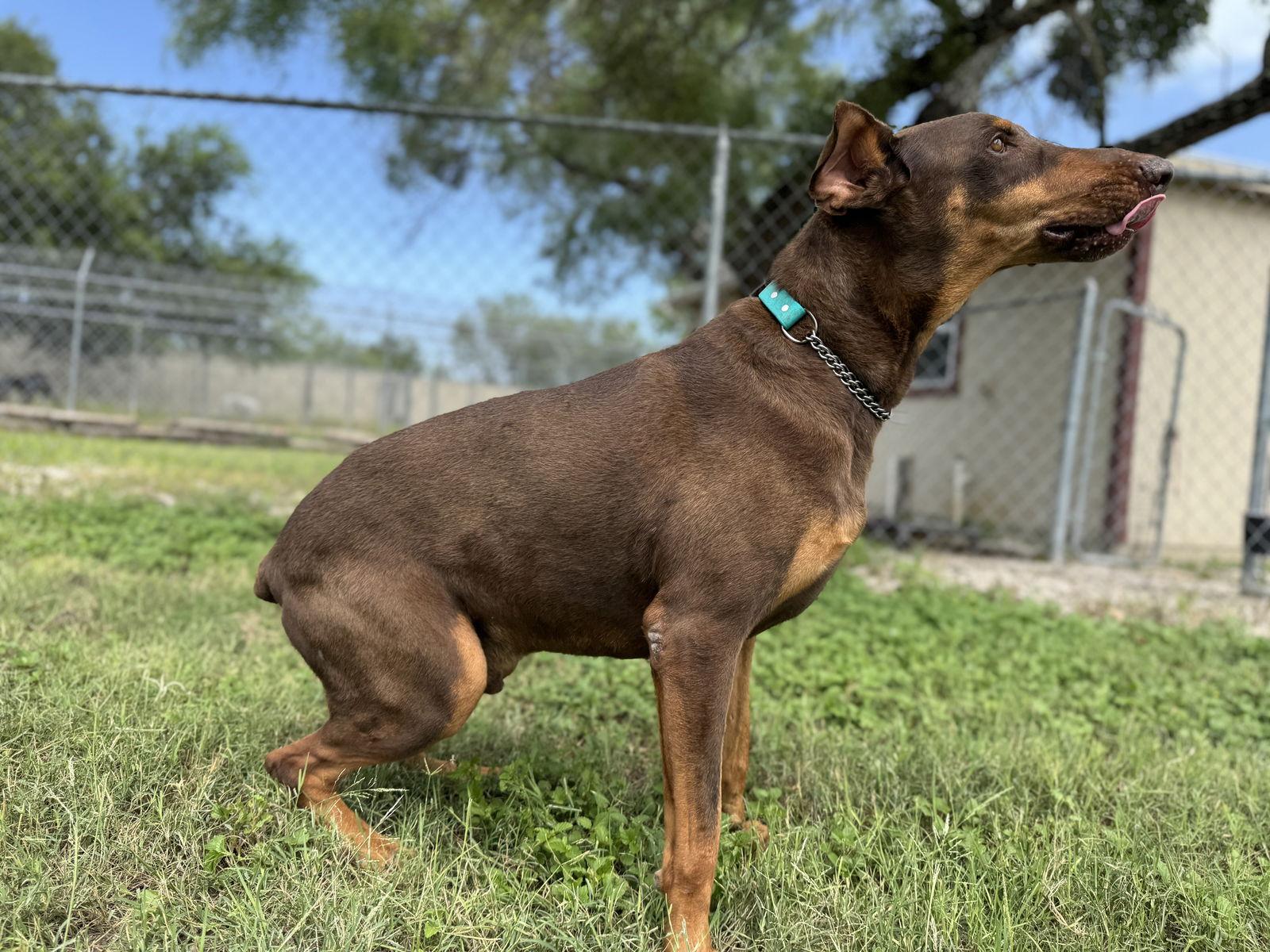 Rebel, Adoptable, Adult Male Doberman Pinscher.