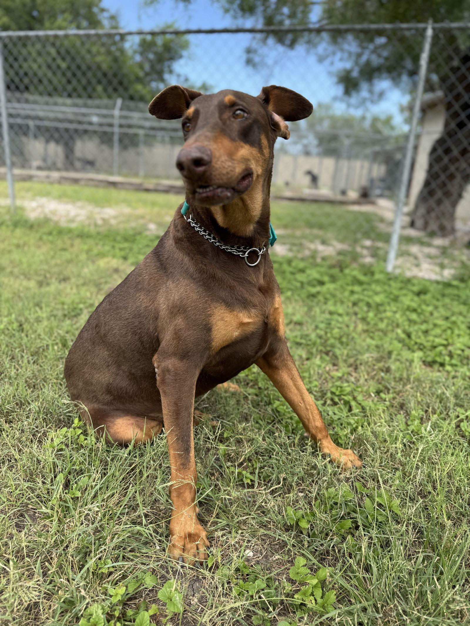 Enlarge Rebel, a Adoptable Doberman Pinscher in San Antonio, TX image 2/3