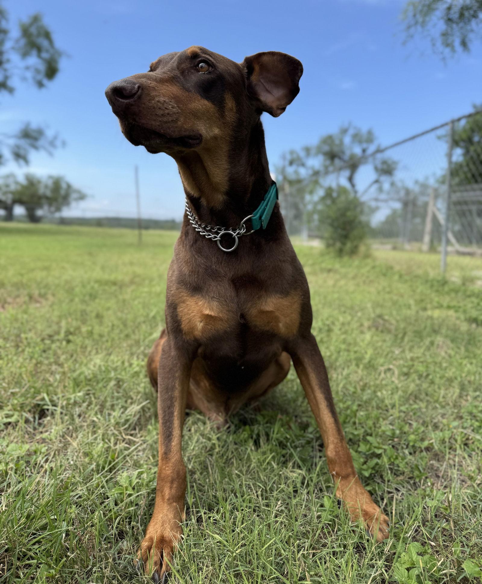 Enlarge Rebel, a Adoptable Doberman Pinscher in San Antonio, TX image 3/3