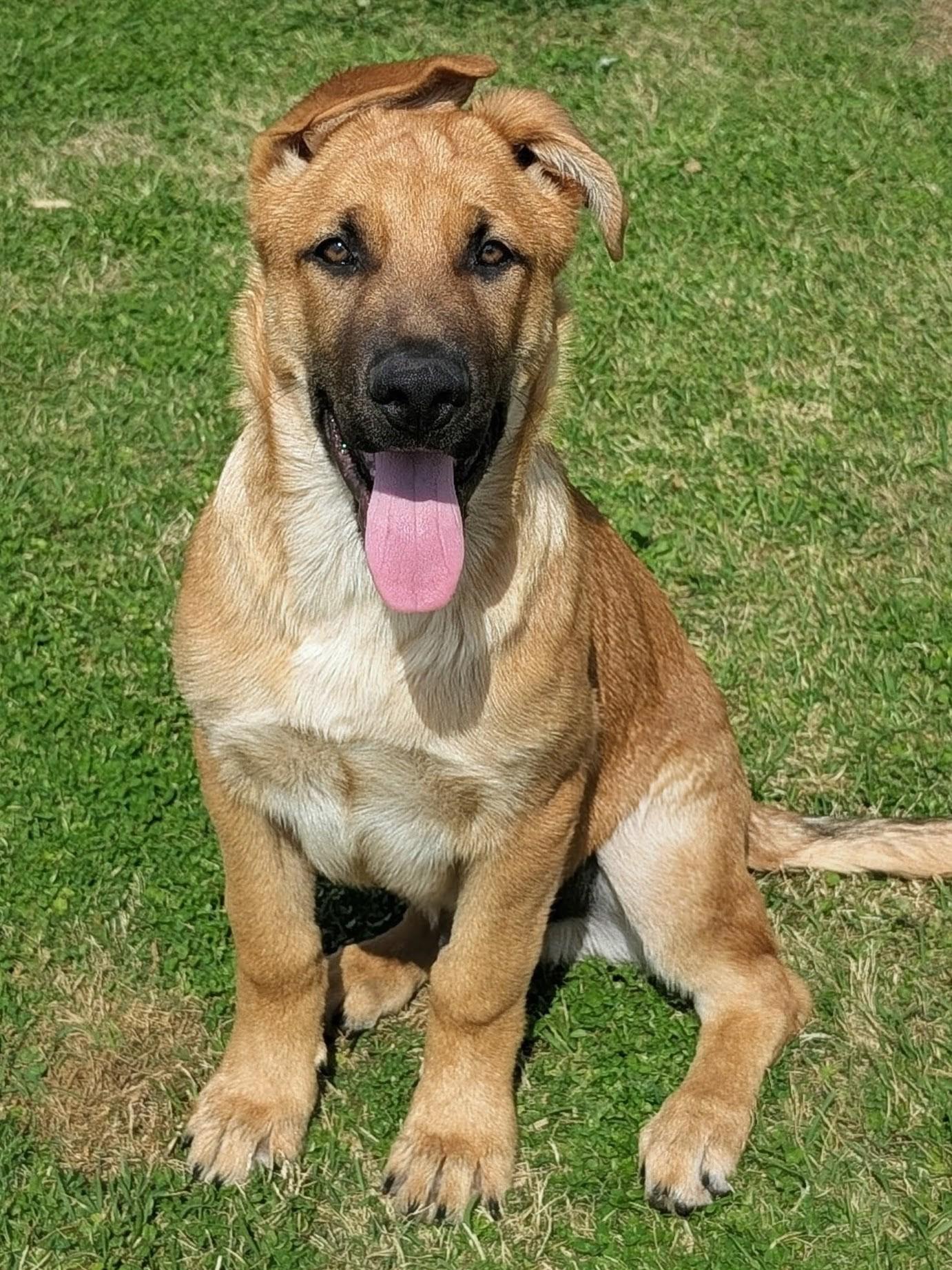 Enlarge Yogi, a Adoptable mixed breed in Leesburg, AL image 1/1