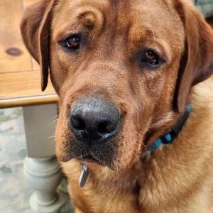 Enlarge Freddie, an adopted Labrador Retriever in Warrington, PA image 1/3
