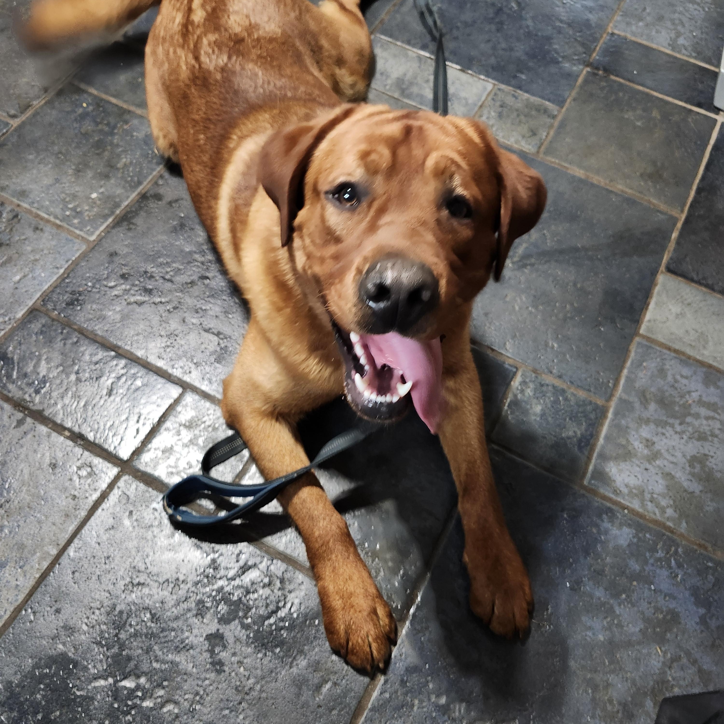 Enlarge Freddie, an adopted Labrador Retriever in Warrington, PA image 2/3