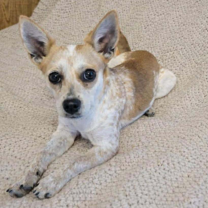 Enlarge >>Bambi FOSTER NEEDED<<, a Adoptable mixed breed in Phoenix, MD image 1/4