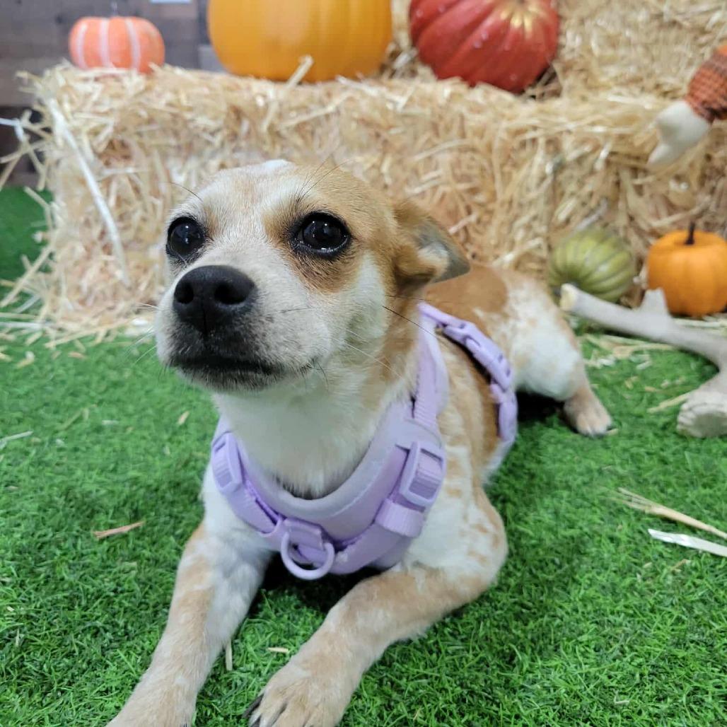 Enlarge >>Bambi FOSTER NEEDED<<, a Adoptable mixed breed in Phoenix, MD image 2/4