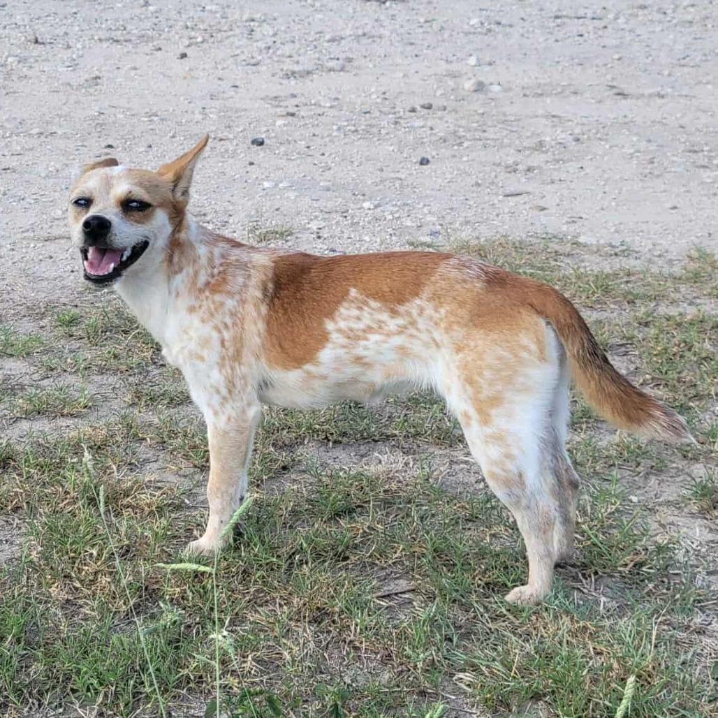 Enlarge >>Bambi FOSTER NEEDED<<, a Adoptable mixed breed in Phoenix, MD image 4/4