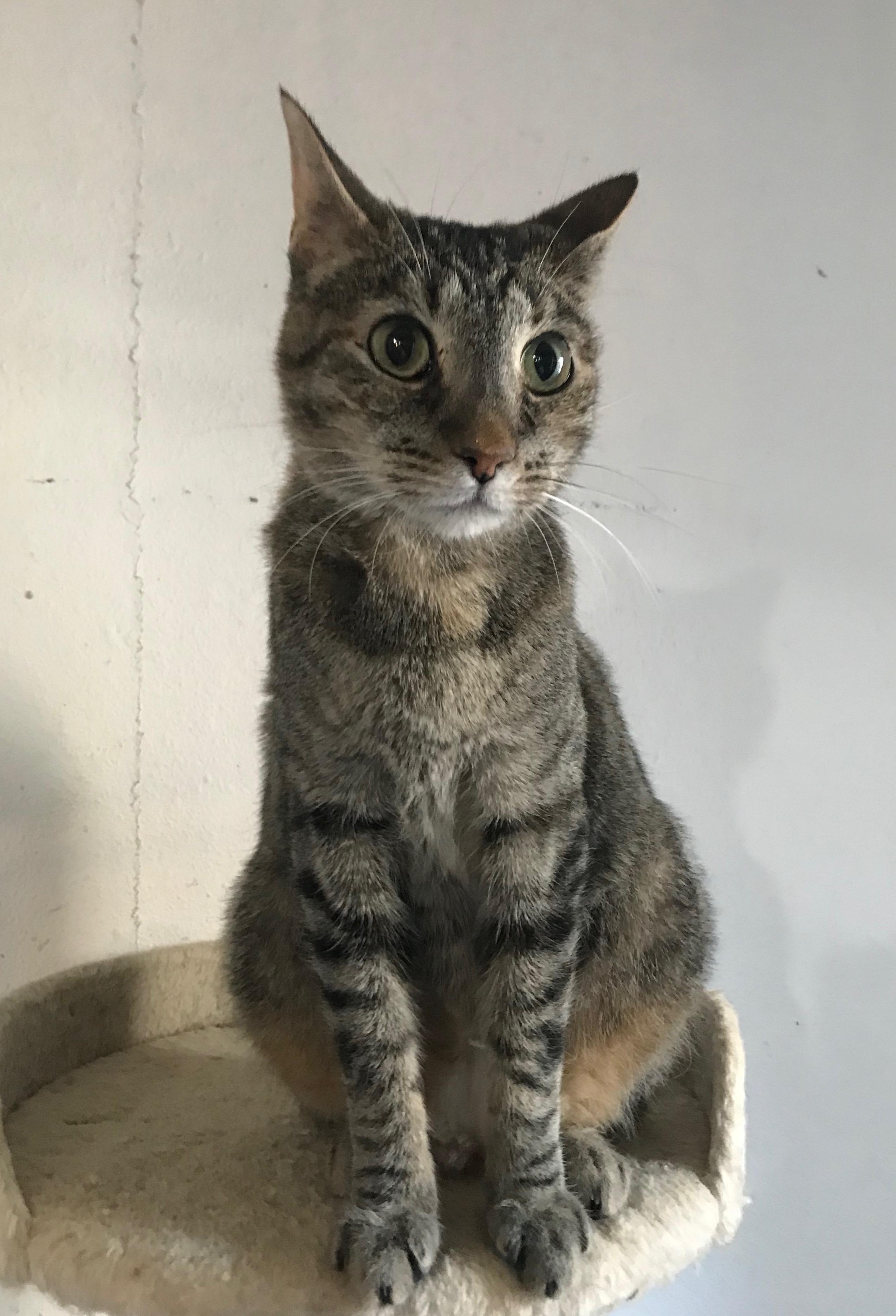 Aria, a Adoptable mixed breed in Choctaw, OK image 1/3