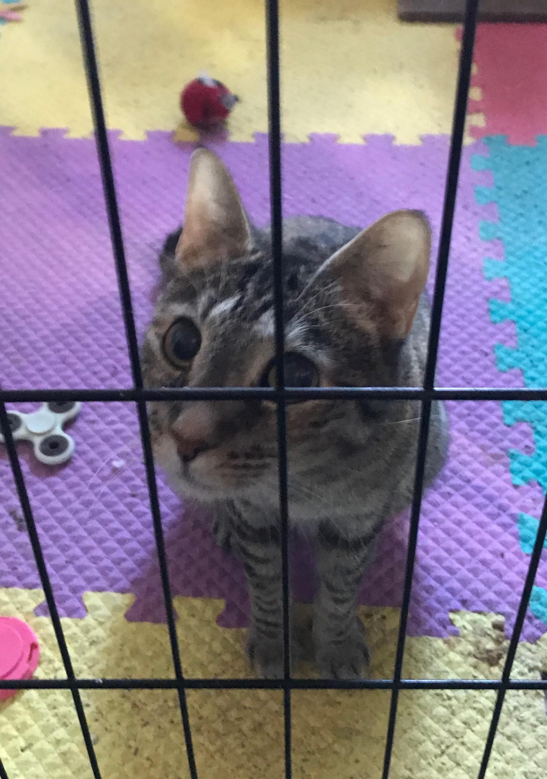 Aria, an adoptable Domestic Short Hair, Domestic Medium Hair in Choctaw, OK, 73020 | Photo Image 3